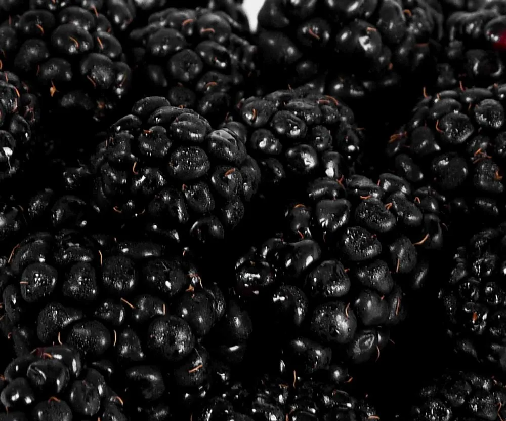 Moras