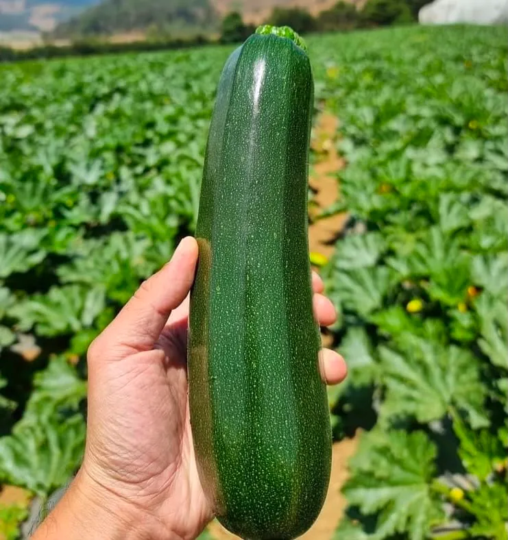 Zucchini (Green Zucchini)