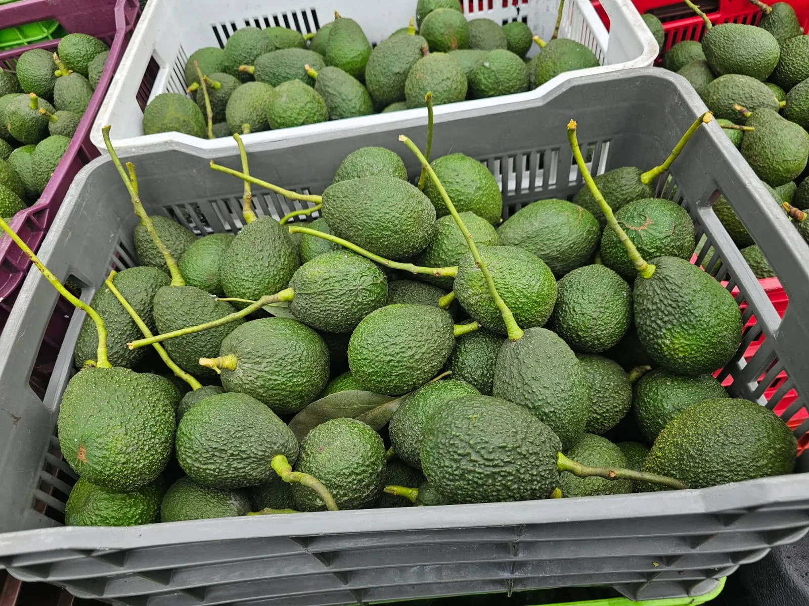 Aguacate